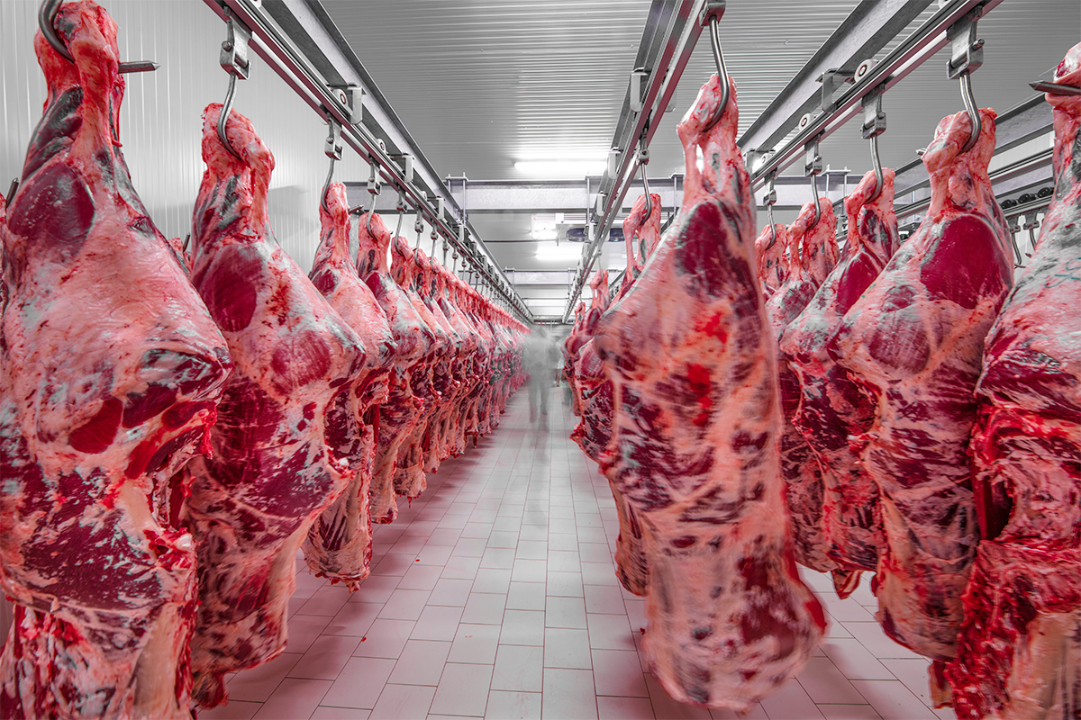 meat-cold-store-uk Meat Cold Store UK